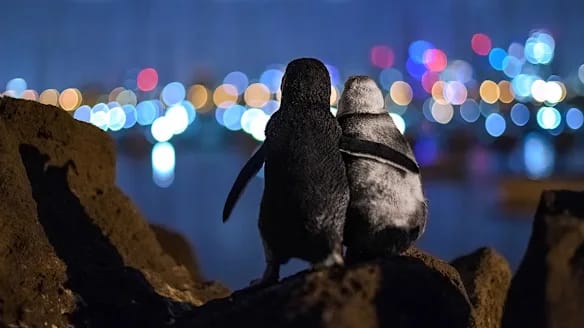 Lounge & Pier Penguins